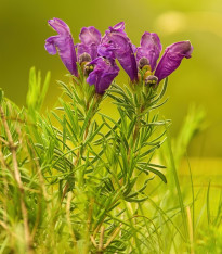 Včelník rakouský - Dracocephalum austriacum - semena - 70 ks