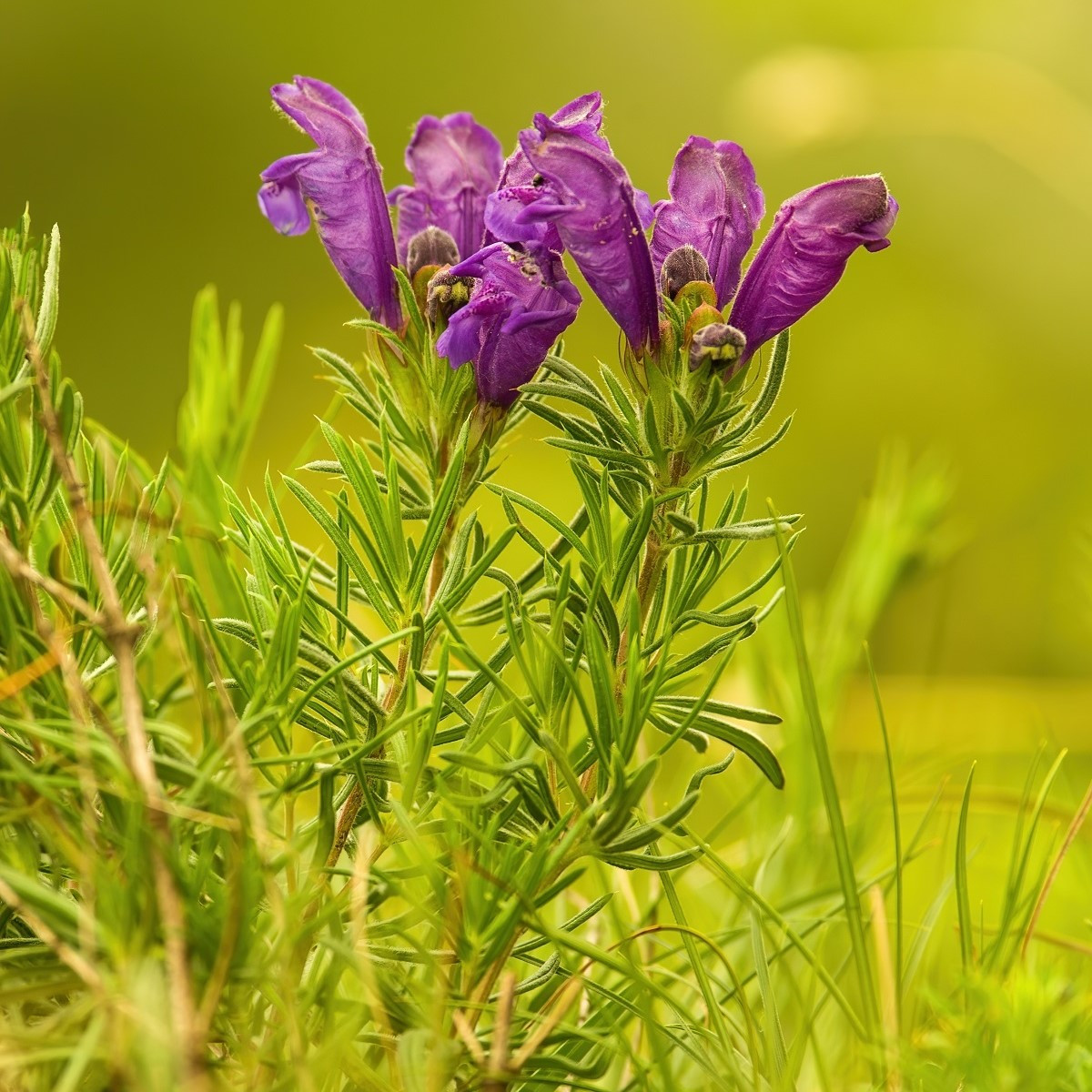 Včelník rakouský - Dracocephalum austriacum - semena - 70 ks