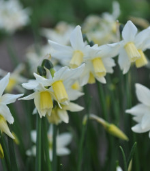Narcis Toto – Narcissus – cibulky narcisu