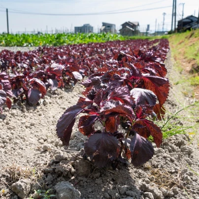 Perila červená - Perilla furtescens - semena - 350 ks