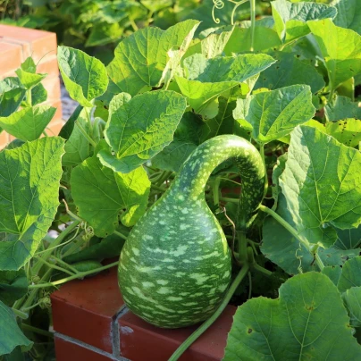 Okrasná tykev Cobra - Cucurbita Lagenaria - semena - 5 ks