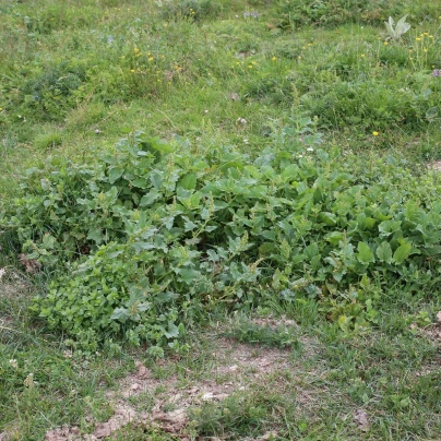 Merlík všedobr - Chenopodium henricus - semena - 200 ks