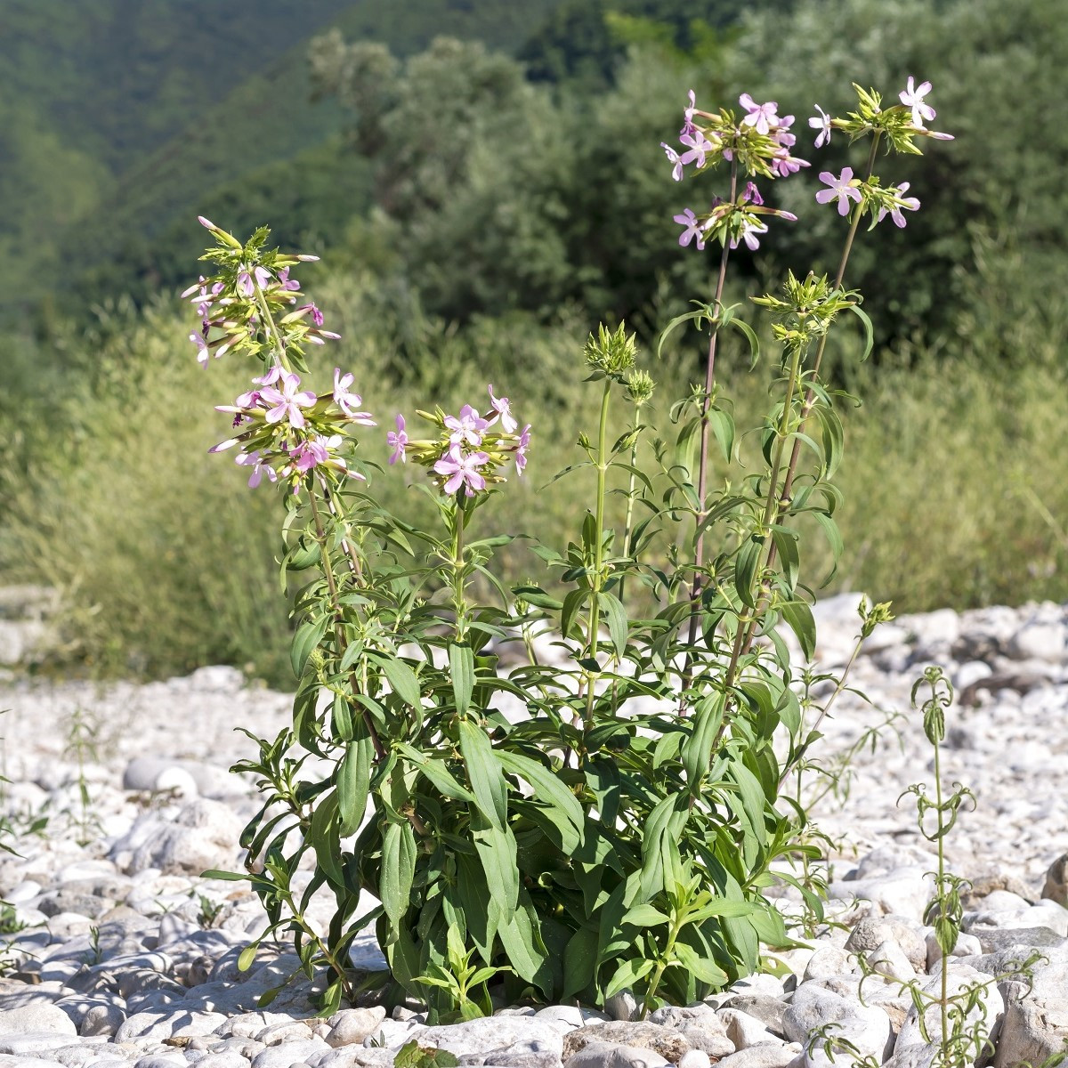 Mydlice lékařská - Saponaria officinalis - semena - 15 ks