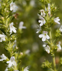 Saturejka horská - Satureja montana - semena - 600 ks