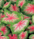 Kaládium Pink Beauty - Caladium bicolor - cibuloviny - 1 ks