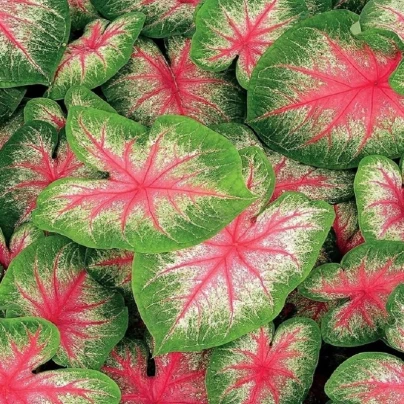Kaládium Pink Beauty - Caladium bicolor - cibuloviny - 1 ks