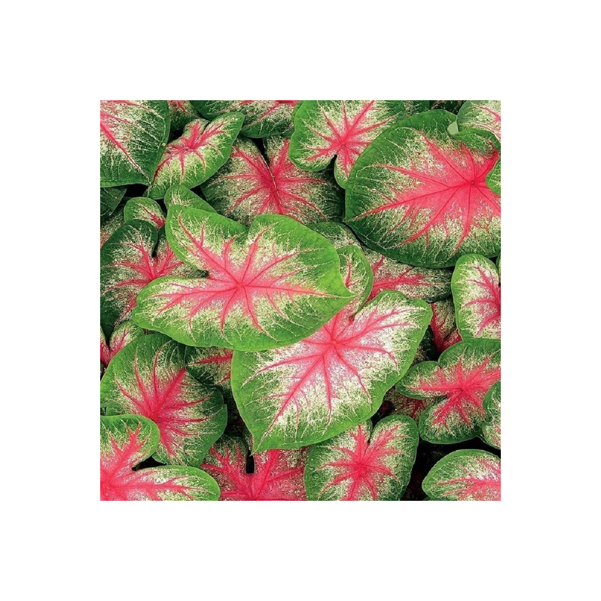 Kaládium Pink Beauty - Caladium bicolor - cibuloviny - 1 ks