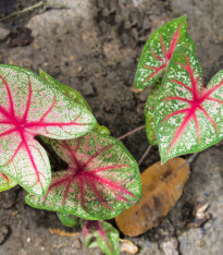 Kaládium Pink Beauty - Caladium bicolor - cibuloviny - 1 ks