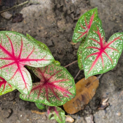 Kaládium Pink Beauty - Caladium bicolor - cibuloviny - 1 ks