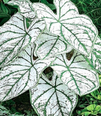 Kaládium Candidum Sr - Caladium bicolor - cibuloviny - 1 ks