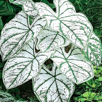 Kaládium Candidum Sr - Caladium bicolor - cibuloviny - 1 ks