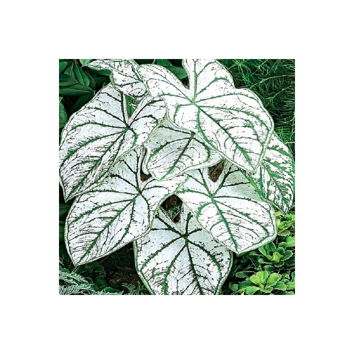 Kaládium Candidum Sr - Caladium bicolor - cibuloviny - 1 ks