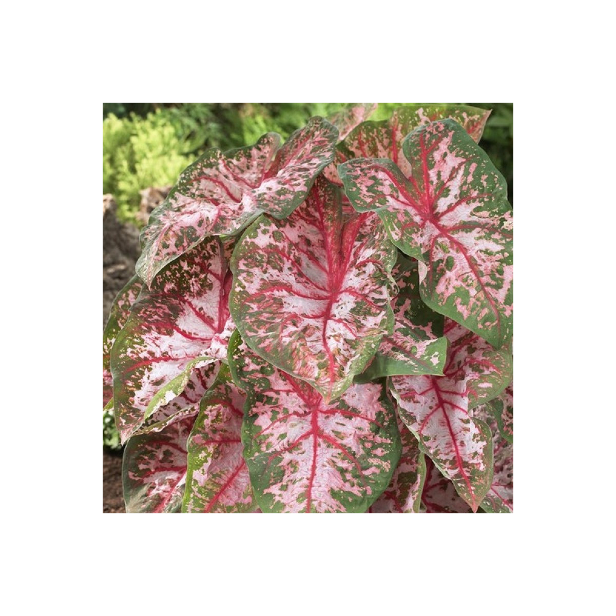 Kaládium Carolyn Whorton - Caladium bicolor - cibuloviny - 1 ks