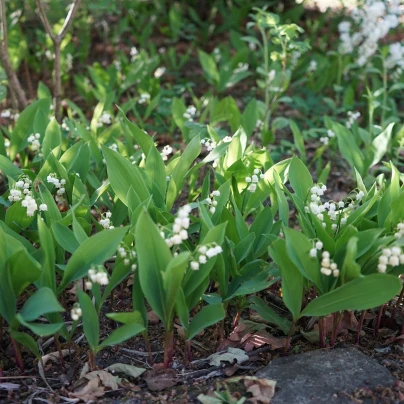 Konvalinka vonná - Convallaria majalis - prostokořenné sazenice - 1 ks