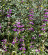 Kolinsie - Collinsia heterophylla - semena - 300 ks