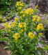 Zlatobýl obecný - Solidago virgaurea - semena - 20 ks