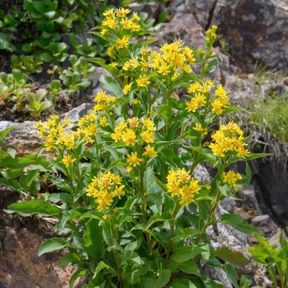Zlatobýl obecný - Solidago virgaurea - semena - 10 ks