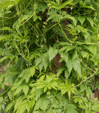 Ačokča - Cyclanthera pedata - semena - 6 ks