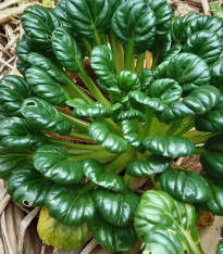 Tatsoi - Brassica rapa var rosularis - semena - 100 ks