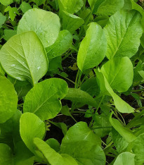 Choy Sum Fuubi - Brassica parachinensis - semena - 100 ks