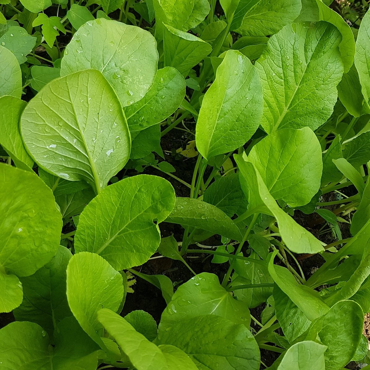 Choy Sum Fuubi - Brassica parachinensis - semena - 100 ks