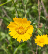 Kopretina osenní Helios - Chrysanthemum segetum - semena - 100 ks