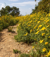 Kopretina osenní Helios - Chrysanthemum segetum - semena - 100 ks