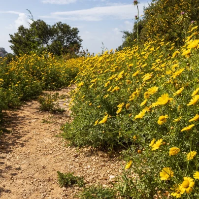 Kopretina osenní Helios - Chrysanthemum segetum - semena - 100 ks