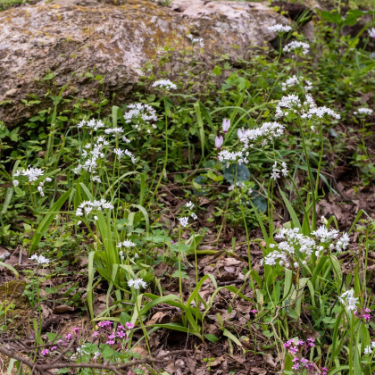 Česnek okrasný – Allium neapolitanum – cibulky okrasných česneků
