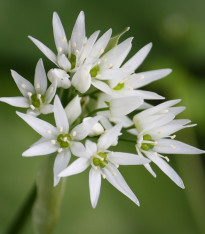 Česnek medvědí - Allium ursinum - semena - 7 ks