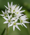 Česnek medvědí - Allium ursinum - semena - 7 ks