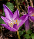 Naháček Ocún - Colchicum giant - cibuloviny - 1 ks