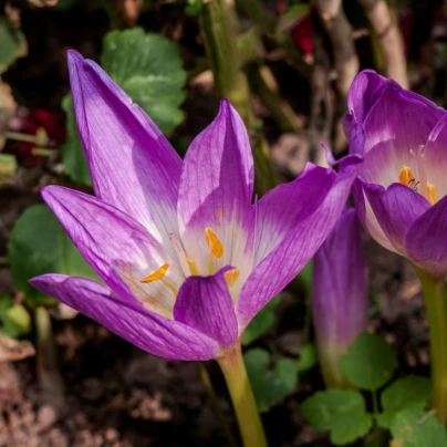 Naháček Ocún - Colchicum giant - cibuloviny - 1 ks
