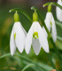 Sněženka podsněžník - Galanthus nivalis - cibuloviny - 3 ks