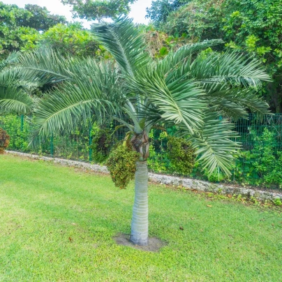 Palma vánoční - Adonidia merrillii - semena - 2 ks