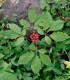 Ženšen pravý - Panax ginseng - semena - 2 ks