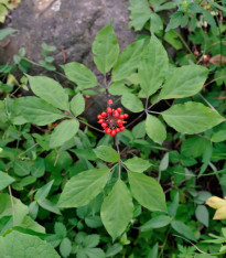Ženšen pravý - Panax ginseng - semena - 2 ks