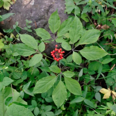 Ženšen pravý - Panax ginseng - semena - 2 ks
