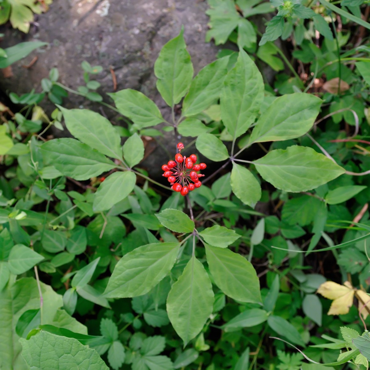 Ženšen pravý - Panax ginseng - semena - 2 ks