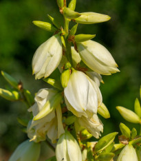 Juka glauca - Yucca glauca - semena - 5 ks