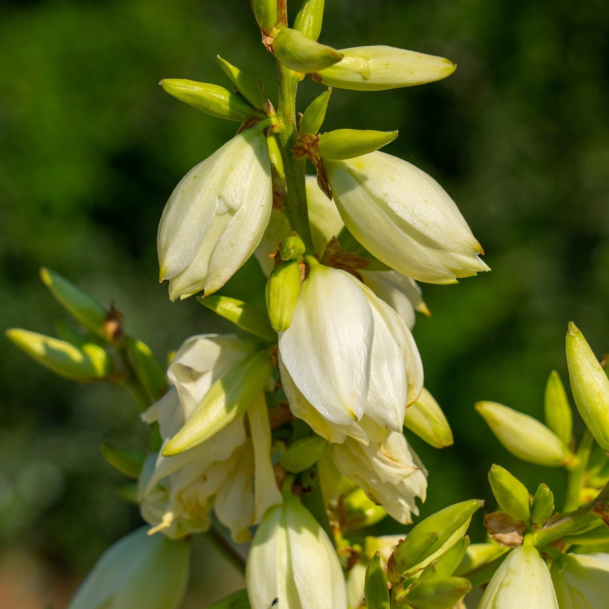 Semena juky – Juka glauca – Yucca glauca