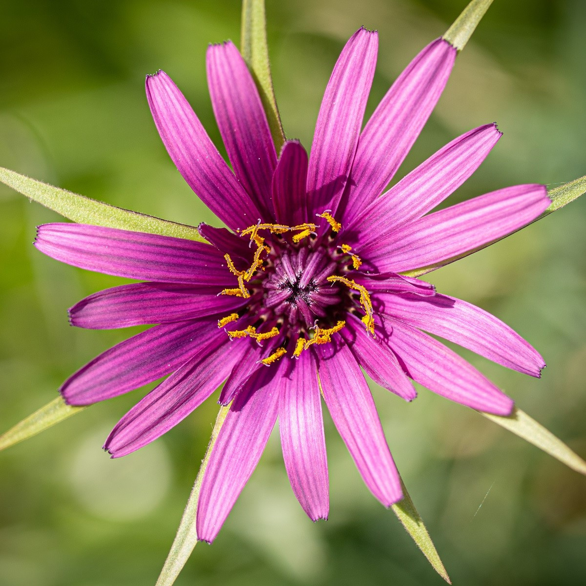 Kozí brada fialová - Tragopogon porrifolius - semena - 90 ks