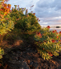 Rozchodnice růžová - Rhodiola rosea - semena - 8 ks
