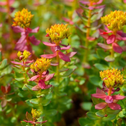 Rozchodnice růžová - Rhodiola rosea - semena - 8 ks