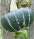 Tykev velkoplodá Buttercup Burgess - Cucurbita maxima - semena - 5 ks