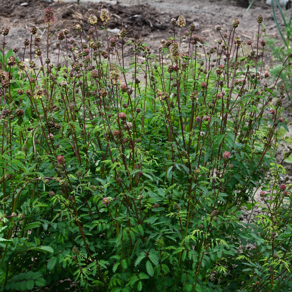 Krvavec menší - Sanguisorba minor - semena - 8 ks