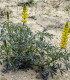 Lupina žlutá - Lupinus luteus - semena - 13 ks