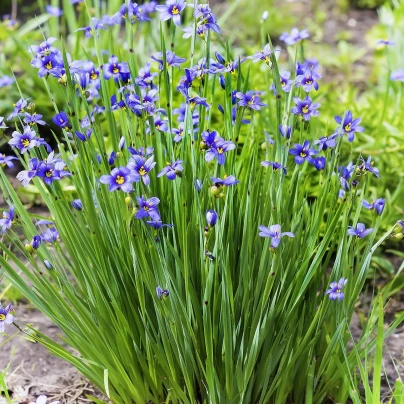 Badil úzkolistý - Sisyrinchium angustifolium - semena - 10 ks