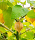Mochyně peruánská - Physalis peruviana - semena - 10 ks