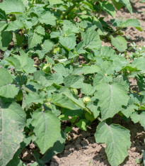 Mochyně peruánská - Physalis peruviana - semena - 10 ks